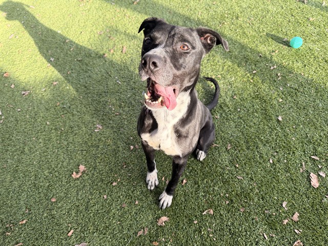 Image_A284707