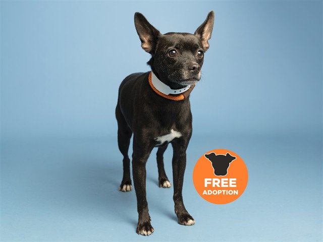 Image of Max the dog