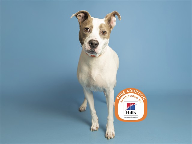 Image of Patches the dog