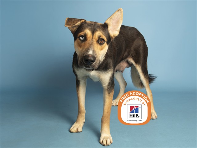 Image of Gypsy the dog