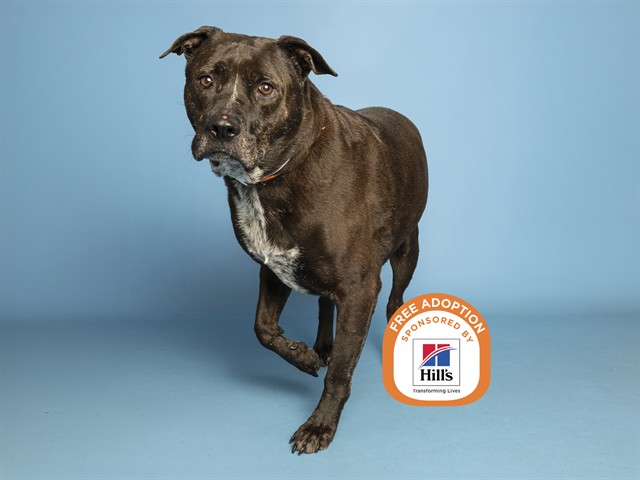 Image of Julian the dog