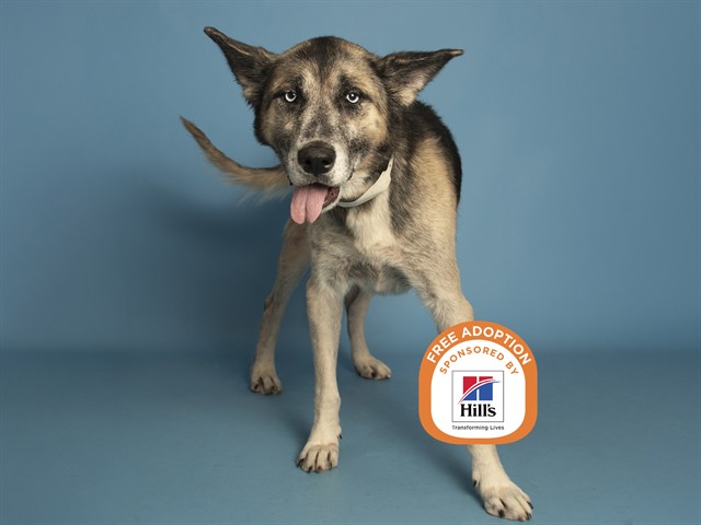 Image of Grey the dog