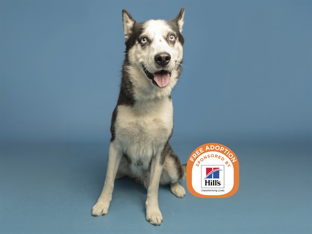 Image of Kenzo the dog