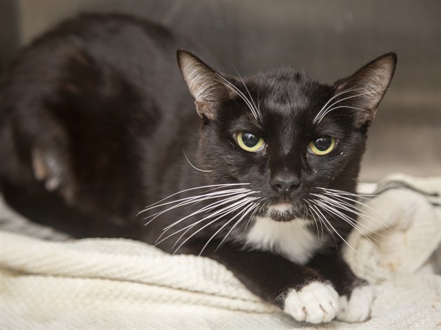 Image of Leo the cat