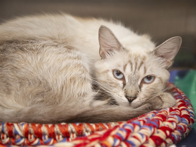 Image of Sassie the cat