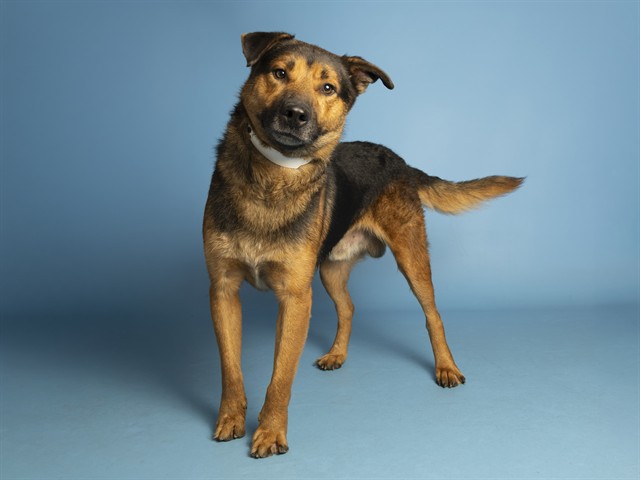 Image of Walter the dog