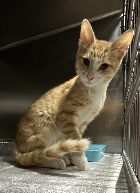 Image_A850099