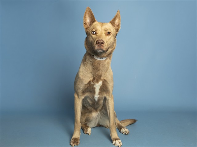 Image of Beat the dog