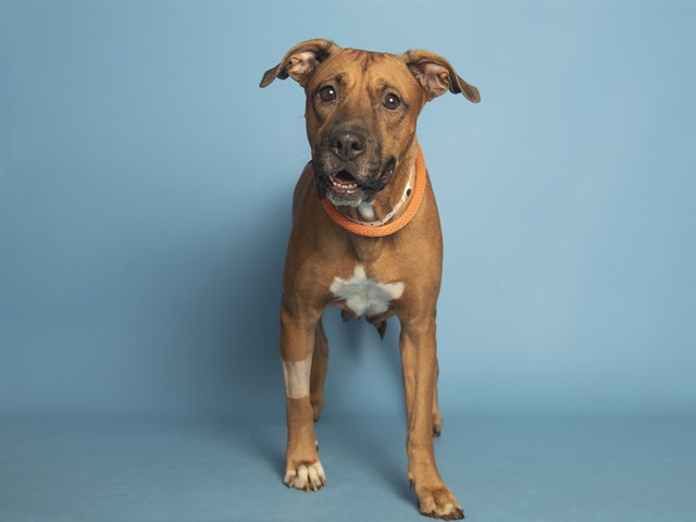 Image of Stella the dog