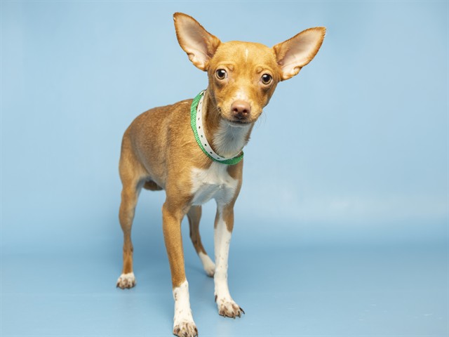 Image of Luz the dog