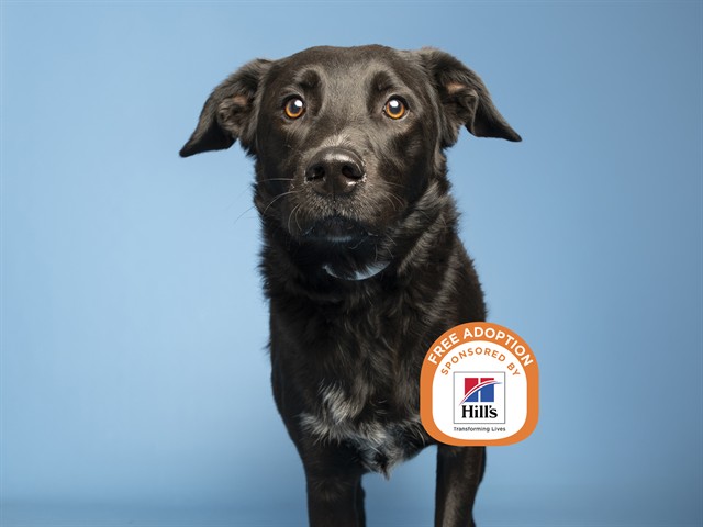 Image of Chewy the dog