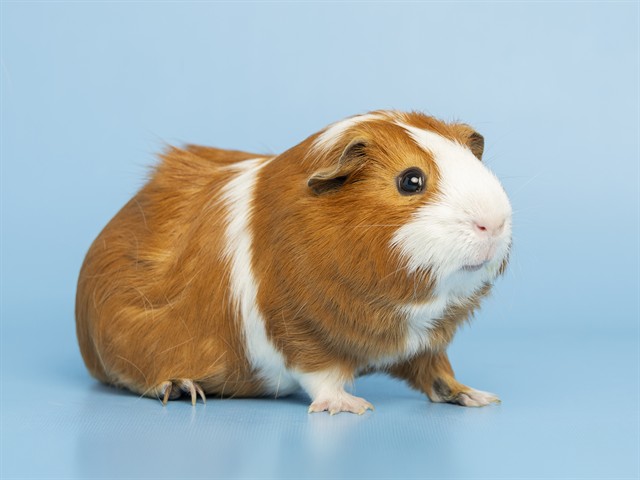 Image of Gus Gus the rodent