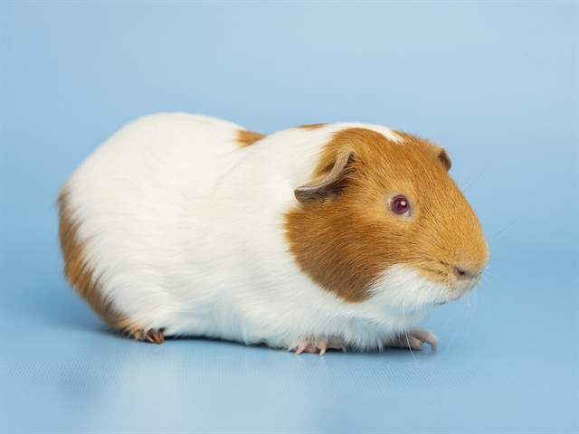 Image of Remy the rodent