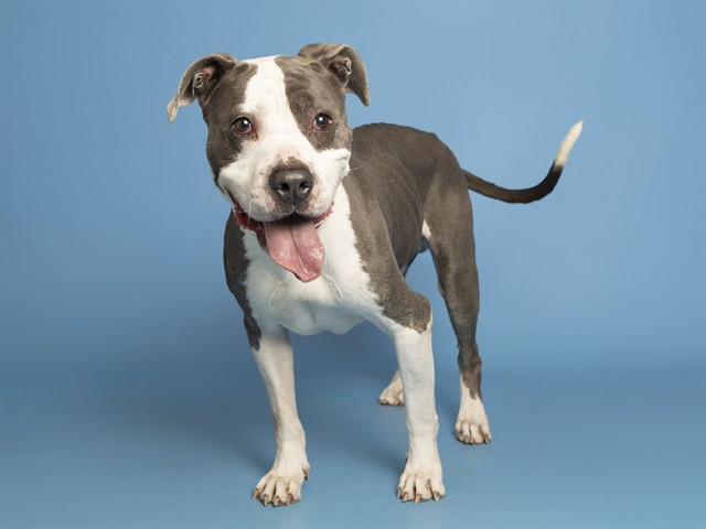 Image of Nate the dog