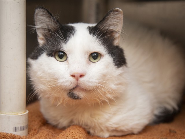 Image of Lenny the cat