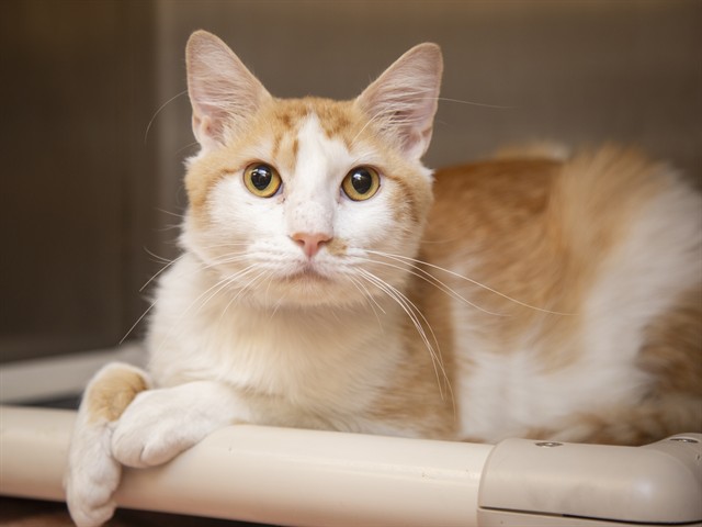 Image of Mango the cat