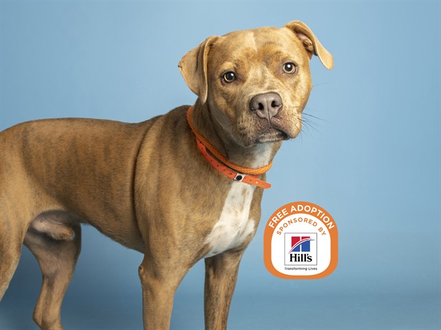 Image of Mister Moose the dog