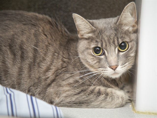 Image of Chloe the cat