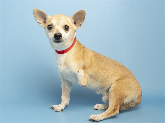 Image of Larry the dog