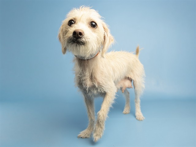 Image of Marnie the dog