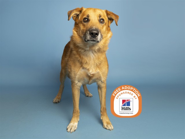 Image of Monkey the dog