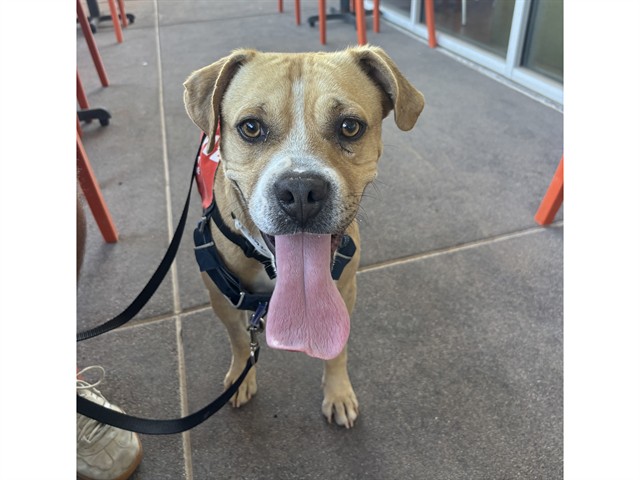 Image of Oatmeal the dog