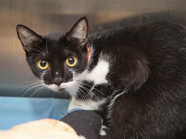 Image of Tink the cat