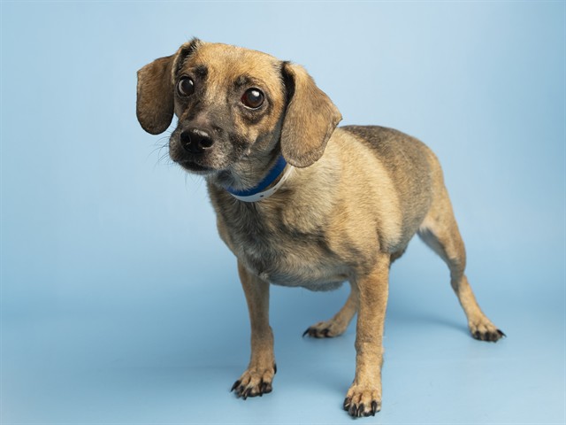 Image of Betsy the dog