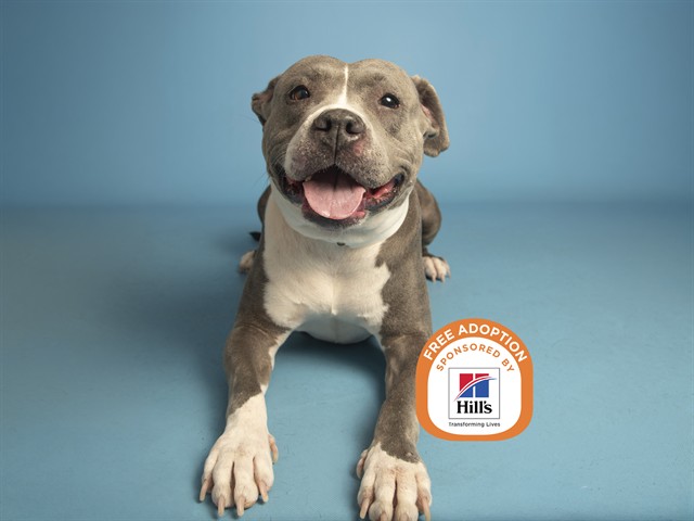 Image of Princesa the dog