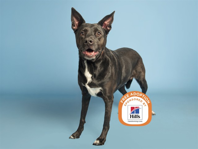 Image of Missy the dog
