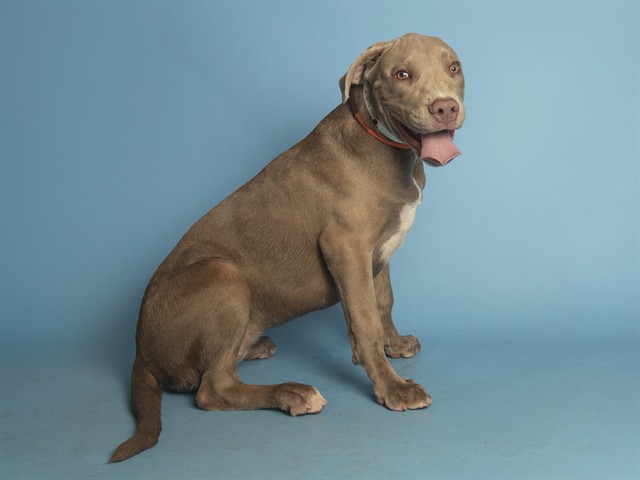 Image of Athena the dog