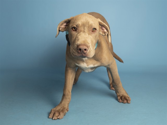 Image of Hercules the dog