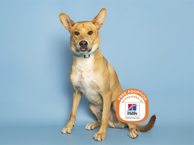 Image of Sunny the dog