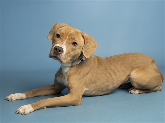 Image of Hazel the dog