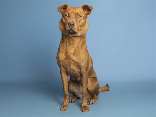Image of Jaden the dog