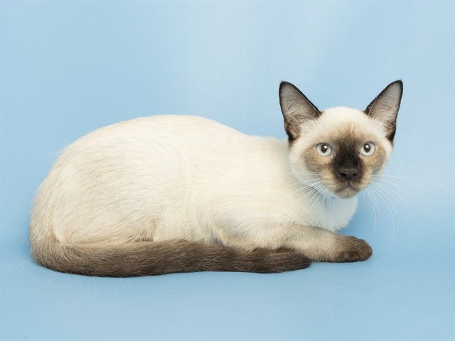 Image of Choco Crispy the cat