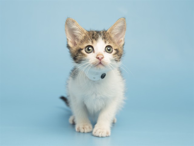 Image of Niko the cat