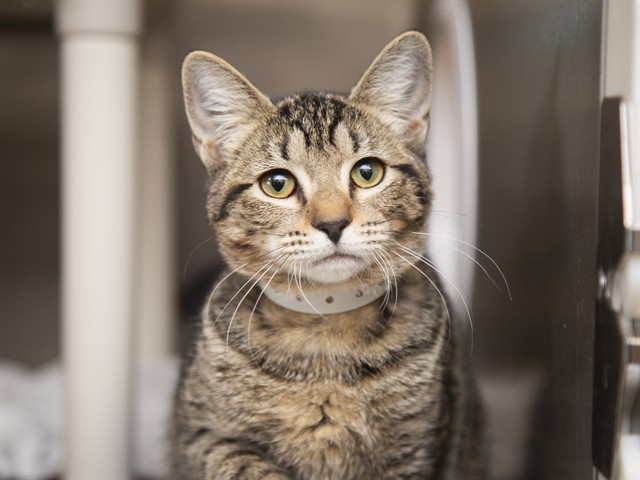 Image of Tabitha the cat
