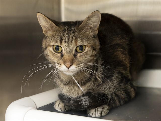 Image of Dollar the cat