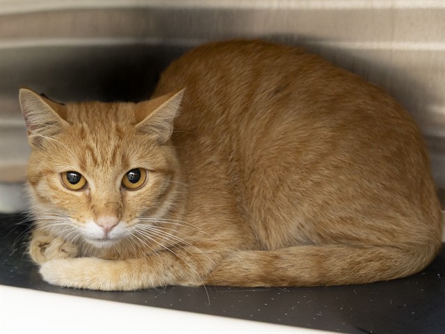 Image of Penny the cat