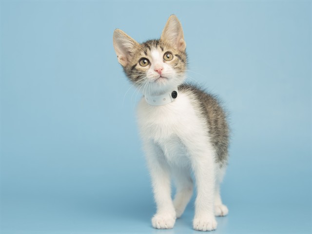 Image of Stevie the cat