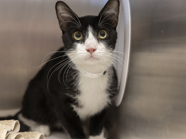Image of Cheesecake the cat