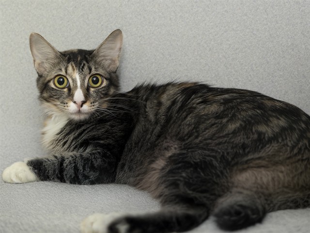 Image of Ginny the cat