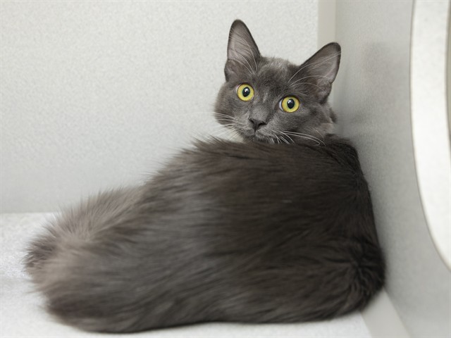 Image of Hermione the cat