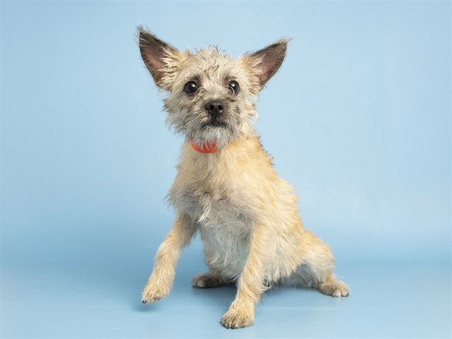 Image of Judith the dog