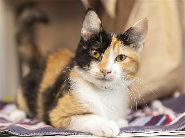 Image of Rosie the cat