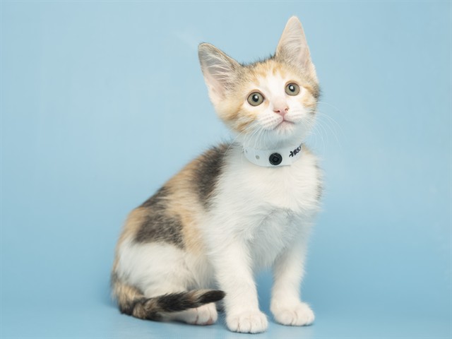 Image of Barbie the cat
