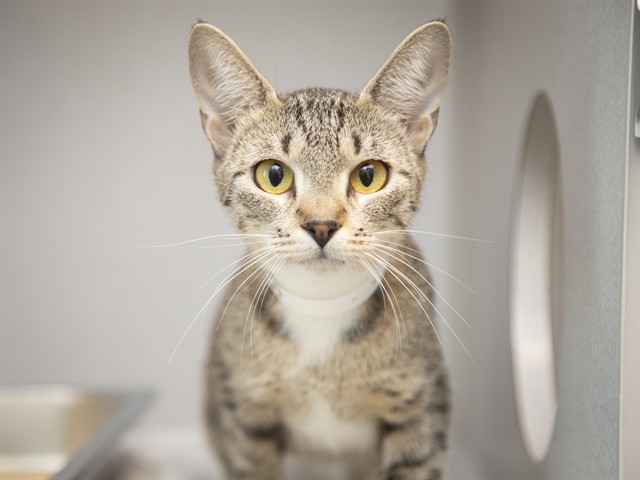 Image of Celeste the cat