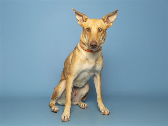 Image of Robin the dog