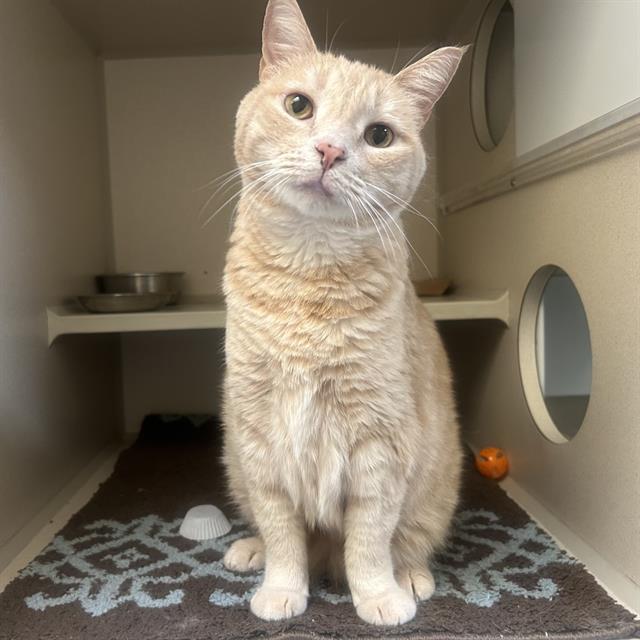 CREAMSICLE